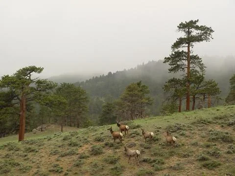 Deers in mountains Stock Photos
