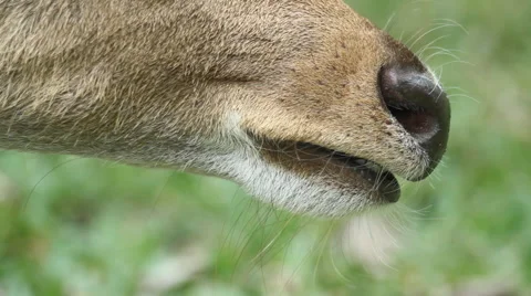 Deer's mouth. Stock Footage 41412438