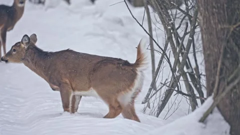 Deers Moving Through Heavy Snowfall into Winter Forest Stock Footage 336339924