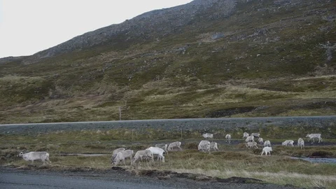 Deers near Mountains of Norway Stock Footage