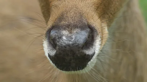 Deer's nose. Stock Footage 41412297