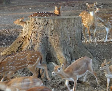Deers Stock Photos