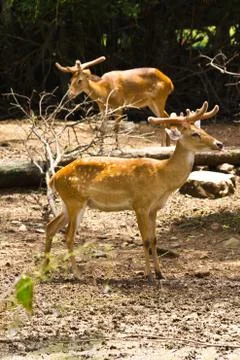 Deers. Stock Photos