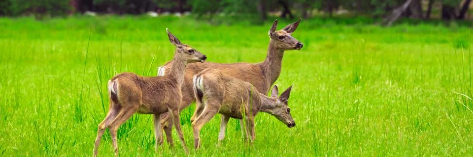 Deers Stock Photos