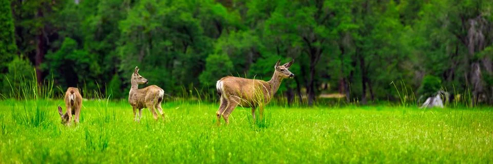 Deers Stock Photos