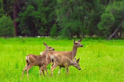 Deers Stock Photos