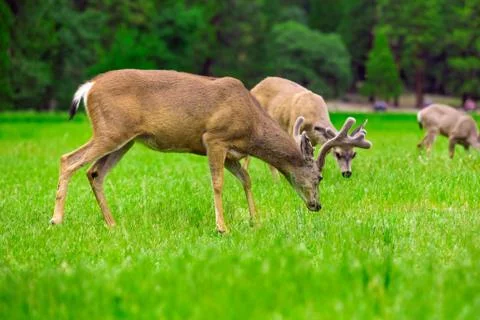 Deers Stock Photos