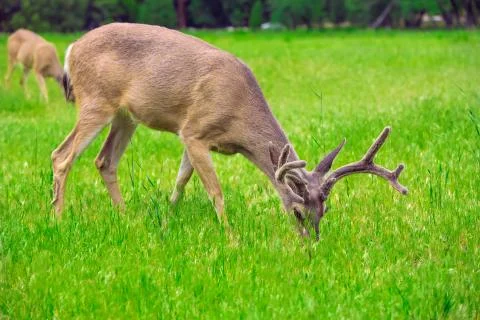 Deers Stock Photos