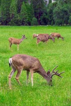 Deers Stock Photos