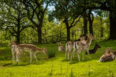 Deers Stockfoto's
