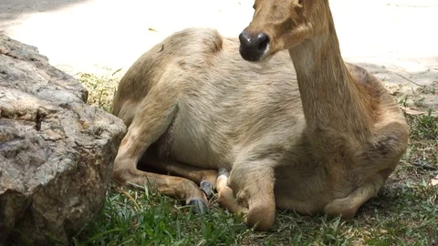 The deer's rest Stock-Footage 115979413