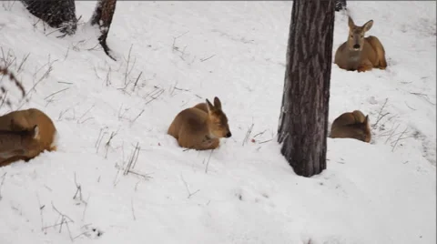 The deers rest on a snow at a forest Stock Footage 57638835