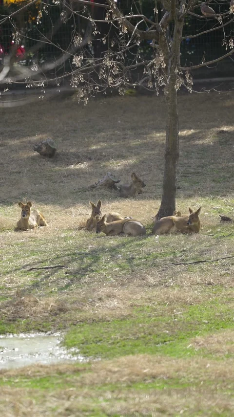 Deers Resting beside a tree (Vertical) Stock Footage 329117677
