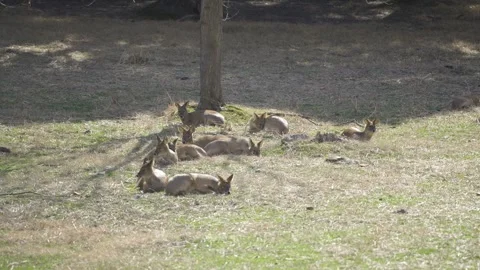 Deers resting under the sun Stock Footage 329119420
