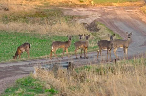 Deers on the road Stock Photos