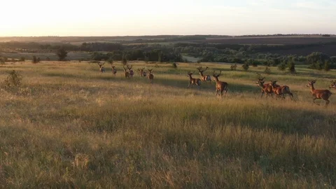 Deers run through the grass at sunset, aerial view. Stock Footage 115475963