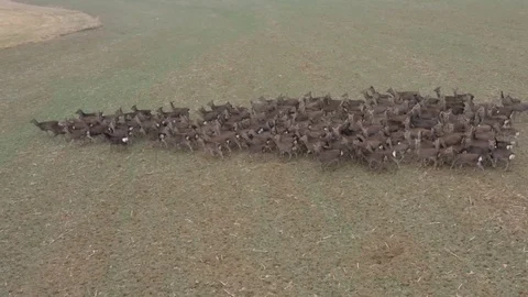 Deers runing on field. Stock Footage 123501268