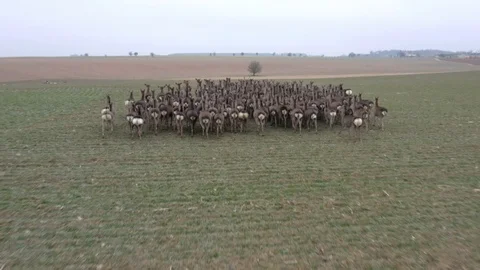 Deers runing on field. Stock Footage 123501752