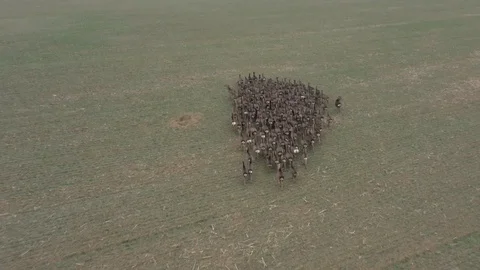 Deers runing on field. Stock Footage 123502092