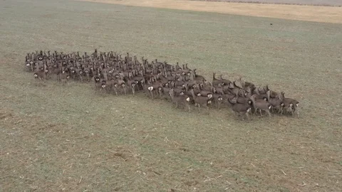 Deers runing on field. Stock Footage 123502113