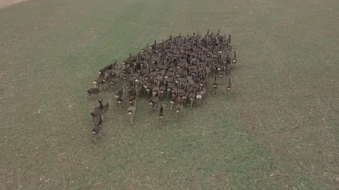 Deers runing on field. Stock Footage 123502534