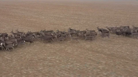 Deers runing on field. Stock Footage 123502782