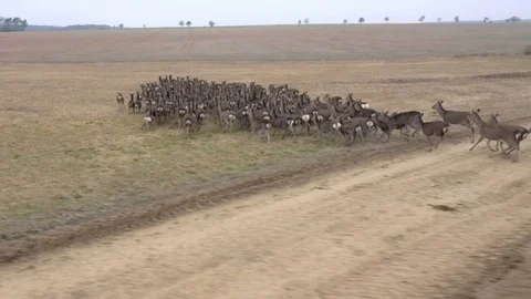 Deers runing on field. Stock Footage 123503336