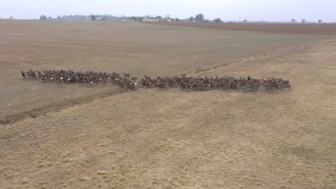 Deers runing on field. Stock Footage 123503414