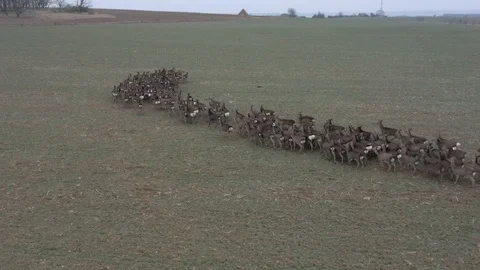 Deers runing on field. Stock Footage 123503798