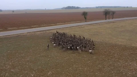 Deers runing on field. Stock Footage 123503936