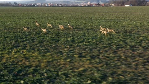 Deers runing on field. Stock Footage 123504293