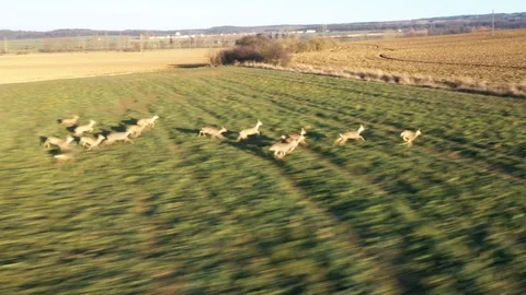 Deers runing on field. Stock Footage 123504594