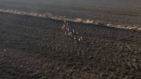 Deers runing on field. Stock Footage 123504756