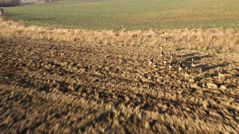 Deers runing on field. Stock Footage 123505036