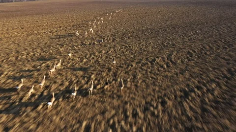 Deers runing on field. Stock Footage 123505048