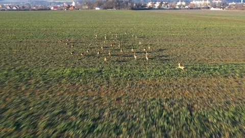 Deers runing on field. Stock Footage 123505232