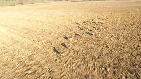 Deers runing on field. Stock Footage 123505243