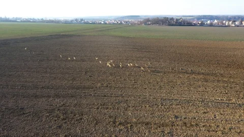 Deers runing on field. Stock Footage 123505285
