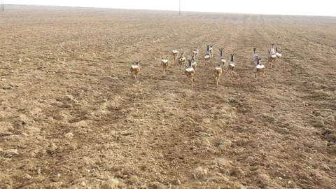 Deers runing on field. Stock Footage 123538002