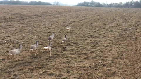 Deers runing on field. Stock Footage 123538215