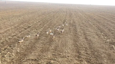 Deers runing on field. Stock Footage 123539477