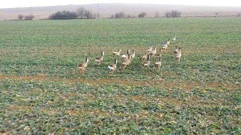 Deers runing on field. Stock Footage 123539632