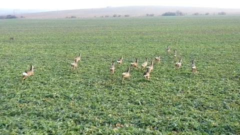 Deers runing on field. Stock Footage 123540498