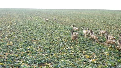 Deers runing on field. Stock Footage 123541140
