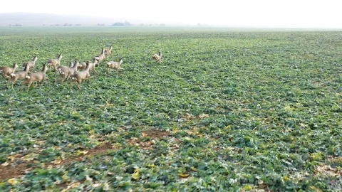 Deers runing on field. Stock Footage 123541151