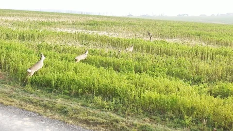 Deers runing on field. Stock Footage 123542089
