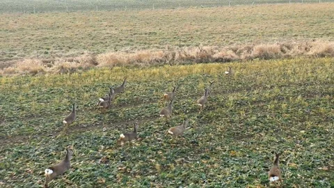 Deers runing on field. Stock Footage 123542384