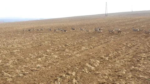 Deers runing on field. Stock Footage 123543086