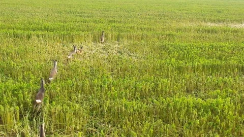 Deers runing on field. Stock Footage 123543783