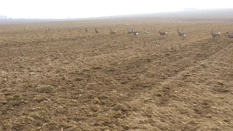Deers runing on field. Stock Footage 123544035